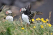 40 Prozent der Weltpopulation der Papageitaucher brüten auf Island. Ihre Nahrung aus dem Meer wird knapp.