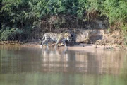 Der Jaguar ist auf der Suche nach Beute.