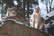 1850 war der Luchs bei uns flächendeckend ausgerottet. Heute leben die eleganten Katzen wieder in einigen deutschen Wäldern.