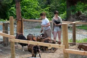 Bird and Rain feed the goats in the pen