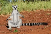 Kattas - ein von etwa 100 Lemurenarten auf Madagaskar - lieben die Morgensonne zum Aufwärmen.
