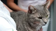 In drei Operationen retteten die Tierärzte an der Mosel das Leben des Unfallkaters Simba.