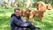 Bauer Mathias Schilling und seine neuen Rinder, schottische Highlands.