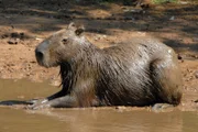 Das Wasserschwein gönnt sich ein bisschen Sonne  lauert Gefahr, taucht es einfach ab.
