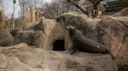 See lion
