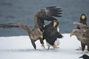 Am nördlichsten Zipfel der japanischen Insel Hokkaido überwintern Hunderte Riesenseeadler. Oft kommt es zum Futterstreit.