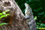 Diese Dokumentation zeigt die einzigartige Fauna Costa Ricas in beeindruckenden Bildern und deckt dabei spannende Geheimnisse des Tierreichs auf. - Leguan auf einem Ast