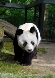 Der Bambusbär aus China ist 1980 ein Geschenk an den damaligen Bundeskanzler Helmut Schmidt und löst erhebliche diplomatische Spannungen aus. Den Berlinerinnen und Berlinern ist das egal. Sie lieben Bao Bao. - Bao Bao feiert seinen 30. Geburtstag - der alte Panda wird natürlich gefeiert und verwöhnt (2009).
