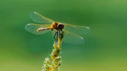 Insekten waren die ersten Tiere auf der Erde, die fliegen lernten.