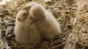 Falken Nachwuchs im Nest.