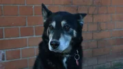 Dogs showing us how they tilt their heads.