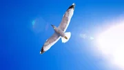 Vögel sind die Meister der Lüfte!