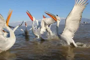 Mit 3,4 Metern Flügelspannweite sind die Krauskopfpelikane die größten ihrer Art. Es gibt sie nur noch selten. Einige überwintern am Kerkinisee im Norden Griechenlands.