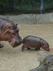 Hippo mother and calf
