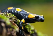 Feuersalamander leben in den dunklen, kellerartigen Schluchten der Sächsischen Schweiz. Dort jagen sie nach Regenwürmer und anderen wirbellosen Tieren.