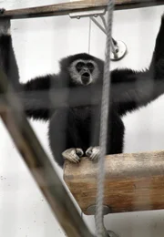 ARD/SWR EISBÄR, AFFE & CO FOLGE 157, "Zoogeschichten aus Stuttgart", am Montag (13.12.10) um 16:10 Uhr im ERSTEN. Gibbons Gesang: Die Gibbons singen, um ihr Revier zu markieren. Höhepunkt ist der durchdringende Great Call.