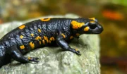 Feuersalamander-Weibchen bringen in Waldbächen lebende Junge zur Welt.