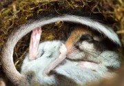 Gartenschläfer sind Winterschläfer: Indem sie Atmung und Herzfrequenz auf ein lebensnotweniges Minimum reduzieren, überdauern sie die kalte Jahreszeit in einer Höhle.