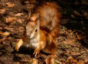 Laub- und Mischwälder sind für die europäischen, roten Eichhörnchen im Herbst eine üppige Vorratskammer.
