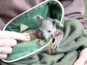 Orphaned Koala Joey with eucalyptus