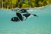 Die Wächter des Great Barrier Reef - Die Schildkröten von Raine Island. Dieser Zufluchtsort der Grünen Meeresschildkröte ist vom Verschwinden bedroht.