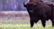 Die Wisente in Polen waren – wie überall in Europa – im 20. Jahrhundert ausgerottet. Im polnischen Naturpark Białowieża wurden sie wieder angesiedelt.