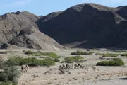 In der ältesten Wüste der Erde, der Namib, leben noch etwa 600 Wüstenelefanten. Sie sind etwas kleiner als ihre Verwandten aus der afrikanischen Savanne.