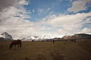 Pferde auf der Ya Ha Tinda Ranch im Banff Nationalpark Kanada.