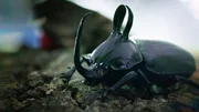 Eupatorus birmanicus: the bunny-eared beetle
