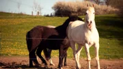 Pferde der Heupenmühle: Hier verbringen Ronja und Paula ihre Reiterferien.