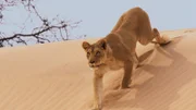 Ein Löwen-Weibchen schleicht sich auf einer Sanddüne der Namibwüste an.