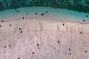 SRF DOK Die Wächter des Great Barrier Reef – Die Schildkröten von Raine Island. Raine Island birgt die weltweit grösste Population von Grünen Meeresschildkröten.