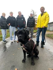 Die 2jährige Cora ist distanzlos und unerzogen. Ihre Besitzer waren mit dem Temperament der jungen Cane Corso-Hündin völlig überfordert und gaben sie mit gerade einmal 11 Monaten im Tierheim Gifhorn ab.