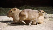 Wasserschwein mit Nachwuchs im Zoo Berlin