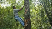 Mann auf einem Baum
