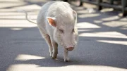 Bei der Jagd auf die Gangster spielt das Schwein Arnold eine entscheidende Rolle...