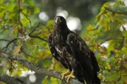 Seeadler.
