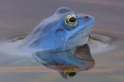 Im Mittelalter begann man, die unzugänglichen Sümpfe und Moore zwischen den Flüssen Moldau und Lainsitz im Süden Böhmens in ein Netzwerk von Teichen und Kanälen für die Fischzucht zu verwandeln. Doch die Natur wurde hier nicht zerstört. Im Gegenteil: Hier entstanden über die Jahrhunderte eine märchenhafte Landschaft und ein einmaliges Tierparadies, auch für Moorfrösche.