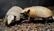 Weißborstengürteltier Oskar (re.) mit Artgenossin im Zoo Berlin