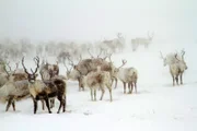 Rentiere in Norwegen