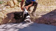 Für Aufregung sorgt dann Flash, der Hund des Hausmeisters. Denn der springt in den Schnellbeton und könnte sekündlich zu einer Betonstatue erstarren.