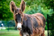 Mitten in Berlin gibt es zwei Oasen für Tiere: den artenreichen Zoo Berlin und den größten Landschaftstiergarten Europas, den Tierpark Berlin. Hier kommen unzählige Zoobabies auf die Welt. - Die kleine Melanie im Tierpark Berlin.