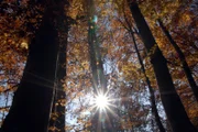 Die Lufttemperatur und die Menge des einfallenden Lichtes steuern die meisten Abläufe des Lebens im Wald.