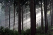Koniferen haben dünne, wachsartige Blätter – ihre Nadeln. Nadeln helfen dem Baum aufgrund ihrer geringen Oberfläche, Wasser zu sparen.