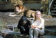 Paula (Cheryl Miller) ist die Tochter von Tierarzt Dr. Tracy. Gemeinsam mit ihren treuen Begleitern Clarence, ein schielender Löwe, und Judy, eine temperamentvolle Schimpansin, führt sie die Tierstation im afrikanischen Busch ...