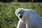 Von den tief verschneiten Coast Mountains führt der 50. Breitengrad Richtung Hudsonbay im Osten Kanadas. Hier befindet sich der südlichste Punkt weltweit, an dem Eisbären vorkommen. Sie sitzen in der Tundra fest und können ihren bevorzugten Lebensraum, den eisigen Norden, nicht erreichen, solange der Meeresarm nicht zugefroren ist.