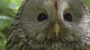 Unter vier Augen mit einem Habichtskauz.