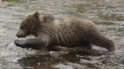 Ein Bär bei der Testjagd nach Fischen.
