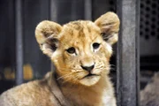 ARD/rbb ZOOBABIES (12), "Geschichten aus dem Zoo Berlin und dem Tierpark Berlin", Da ihnen Mutter Aketi keine Milch geben kann, bekommen die zwei Löwengeschwister Iringa und Bomani Flaschenmahlzeiten.