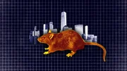 graphic of a rat